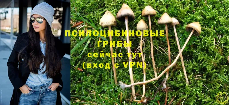 Псилоцибиновые грибы MAGIC MUSHROOMS  Переславль-Залесский 